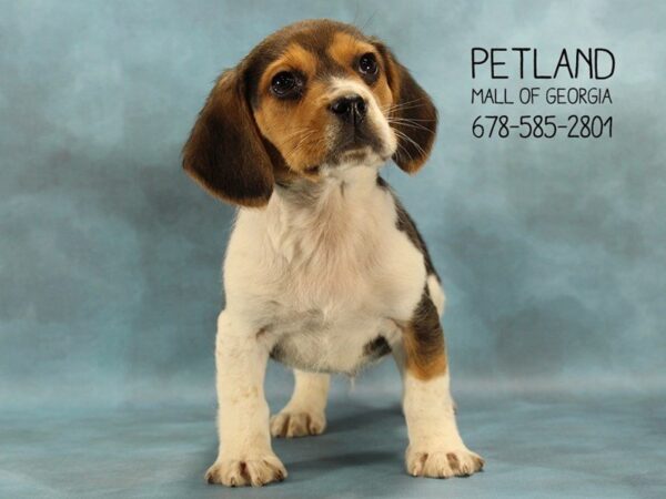 Beagle DOG Male TRI 1650 Petland Mall of Georgia