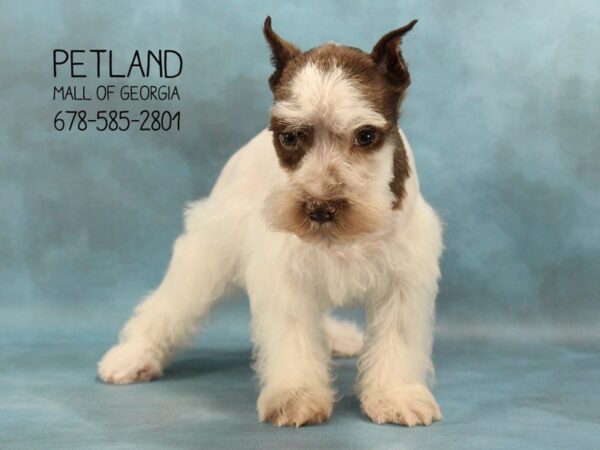 Miniature Schnauzer DOG Female LIVER WH 1647 Petland Mall of Georgia