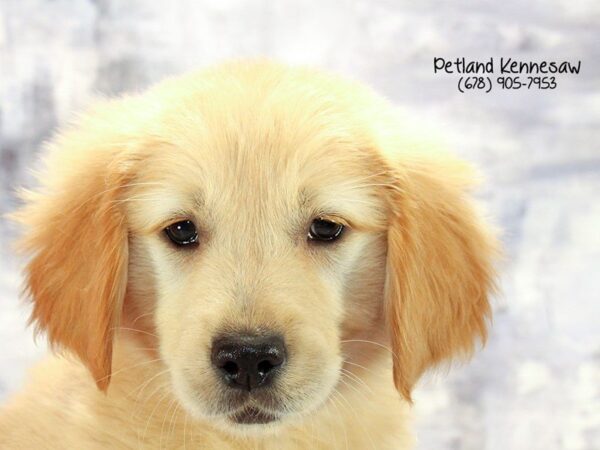 Golden Retriever DOG Female Golden 22381 Petland Mall of Georgia