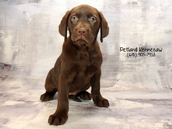 Labrador Retriever DOG Female Chocolate 22371 Petland Mall of Georgia