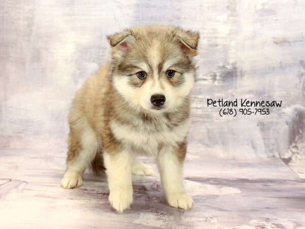 Huskimo-DOG-Female-Black White-22357-Petland Mall of Georgia