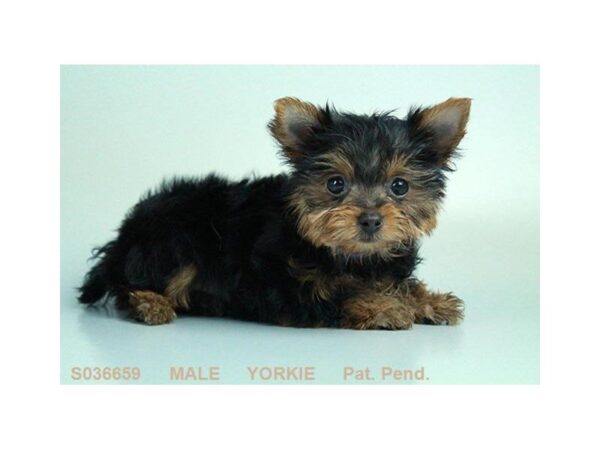 Yorkshire Terrier DOG Male BLK & TN 22355 Petland Mall of Georgia