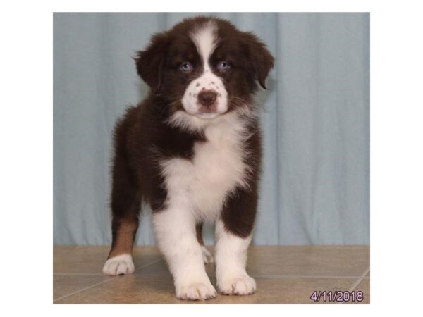 Australian Shepherd DOG Female Red 1693 Petland Mall of Georgia