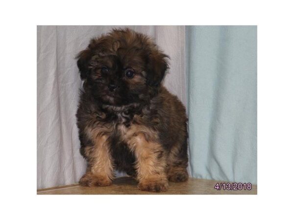 Shihpoo DOG Male Gold Sable 1694 Petland Mall of Georgia