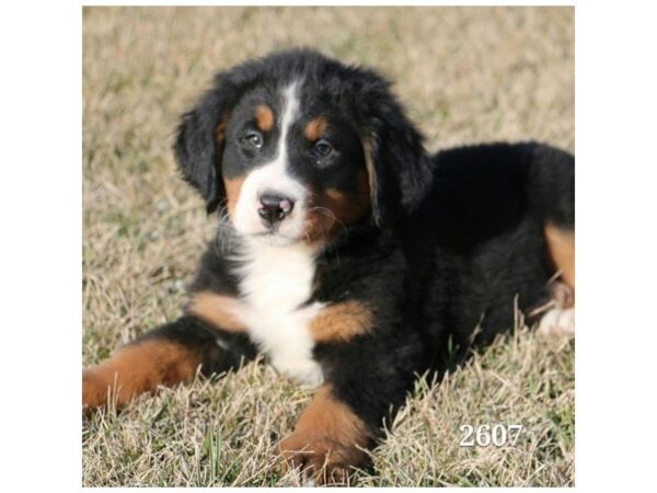 Bernese Mountain Dog-DOG-Male-Black Rust / White-1695-Petland Mall of Georgia