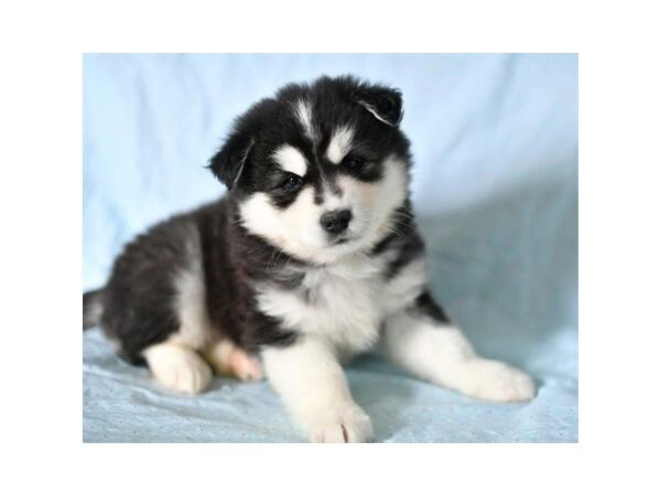 Huskimo-DOG-Male-Black / White-1698-Petland Mall of Georgia