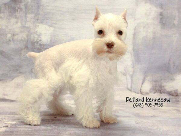 Miniature Schnauzer DOG Female WHITE 22364 Petland Mall of Georgia