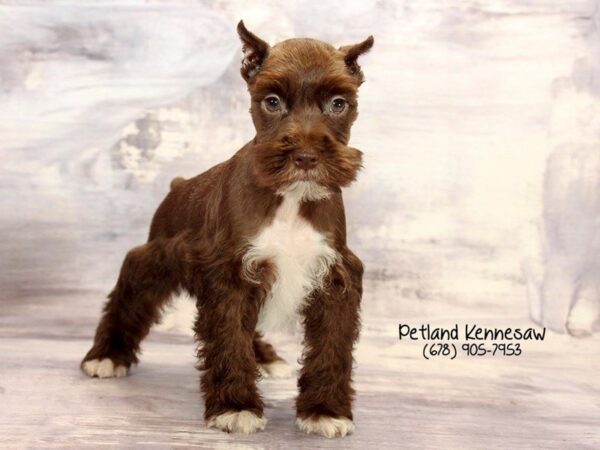 Miniature Schnauzer DOG Male CHOCOLATE WHITE 22361 Petland Mall of Georgia