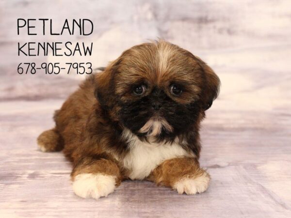 Shihpoo-DOG-Female-Grizzle-22393-Petland Mall of Georgia