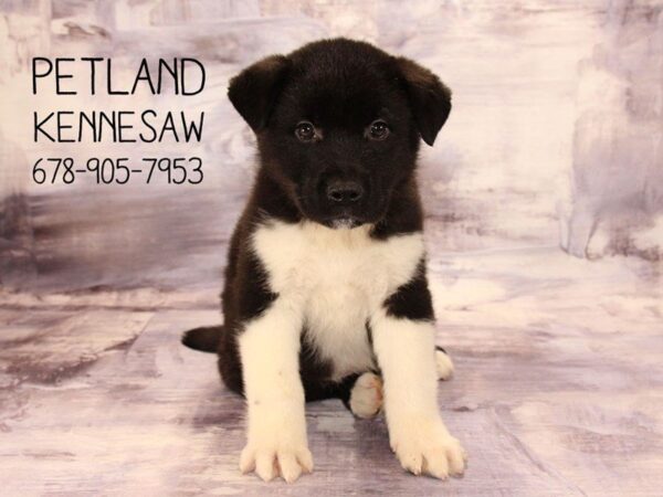 Akita DOG Male GRAY WHITE 22401 Petland Mall of Georgia