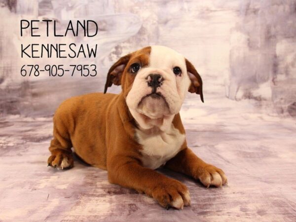 Valley Bulldog-DOG-Male-Red Brindle-22405-Petland Mall of Georgia