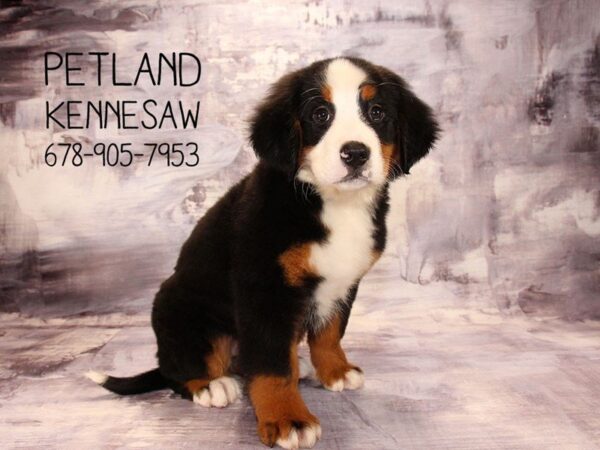 Bernese Mountain Dog DOG Female Black Rust / White 22407 Petland Mall of Georgia