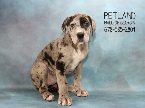 Great Dane DOG Female Black / White 1668 Petland Mall of Georgia