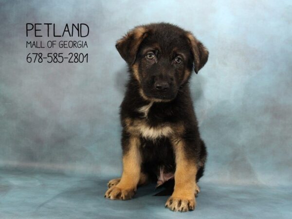 German Shepherd DOG Male Black Tan 1689 Petland Mall of Georgia