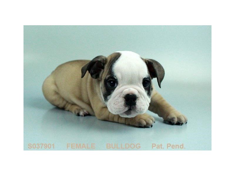 English Bulldog Puppy FN:WH MKGS ID:1703 Located at Petland Mall
