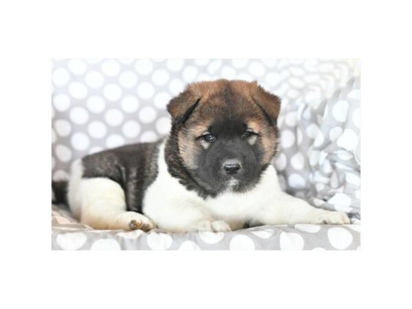 Akita DOG Female Brown / White 1728 Petland Mall of Georgia