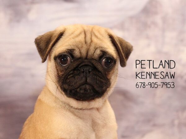 Pug DOG Female FN 22460 Petland Mall of Georgia