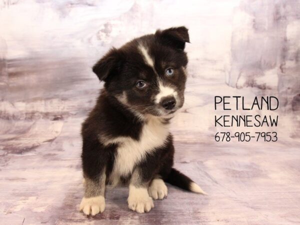 Huskimo-DOG-Female-BLK WHITE-22462-Petland Mall of Georgia