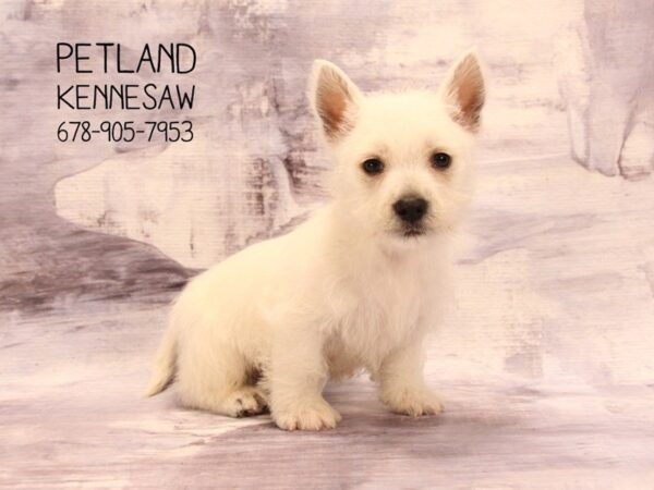 West Highland White Terrier DOG Male White 22467 Petland Mall of Georgia