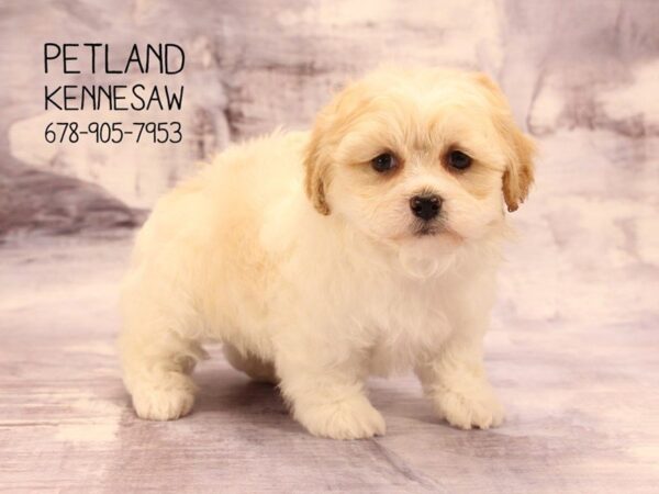 Shihpoo DOG Female Brown White 22469 Petland Mall of Georgia