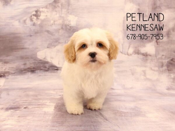 Cava Tzu-DOG-Male-CREME WH-22470-Petland Mall of Georgia