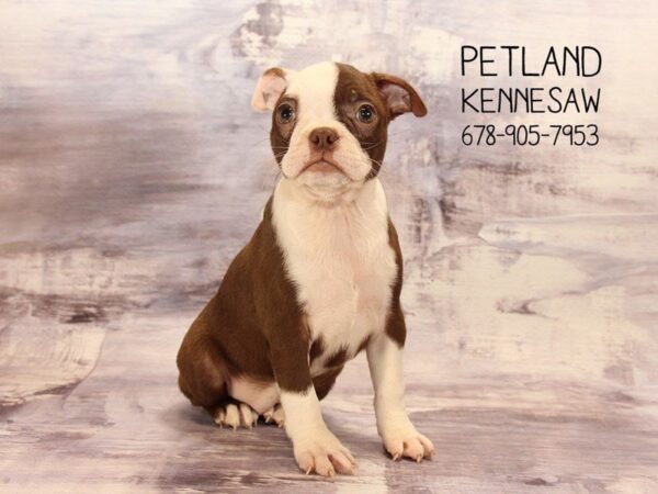 Boston Terrier DOG Female Seal / White 22475 Petland Mall of Georgia