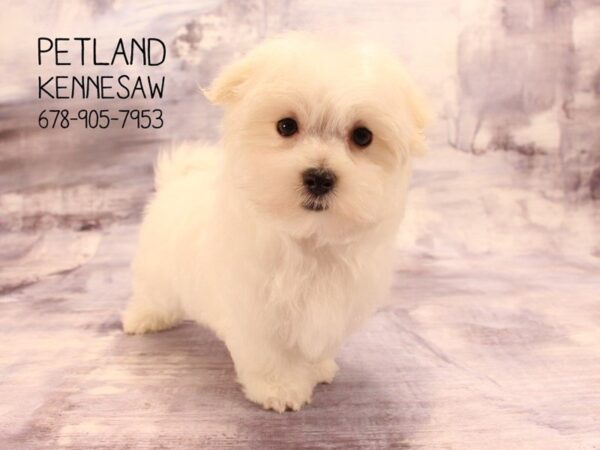 Maltese DOG Male White 22478 Petland Mall of Georgia