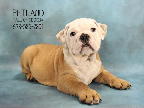 English Bulldog DOG Male FN:WH MKGS 1739 Petland Mall of Georgia