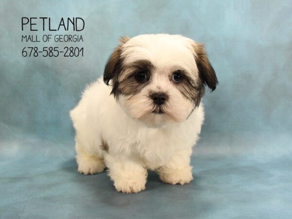 Malshih-DOG-Female-Brown White-1741-Petland Mall of Georgia