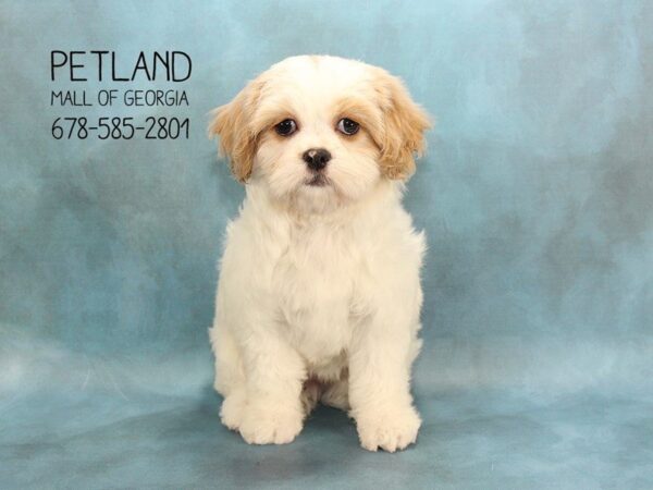 Cava Tzu-DOG-Female-CREME WH-1744-Petland Mall of Georgia