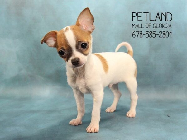 Chihuahua DOG Male Fawn 1758 Petland Mall of Georgia