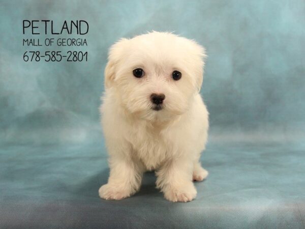 Maltese DOG Female WH 1732 Petland Mall of Georgia