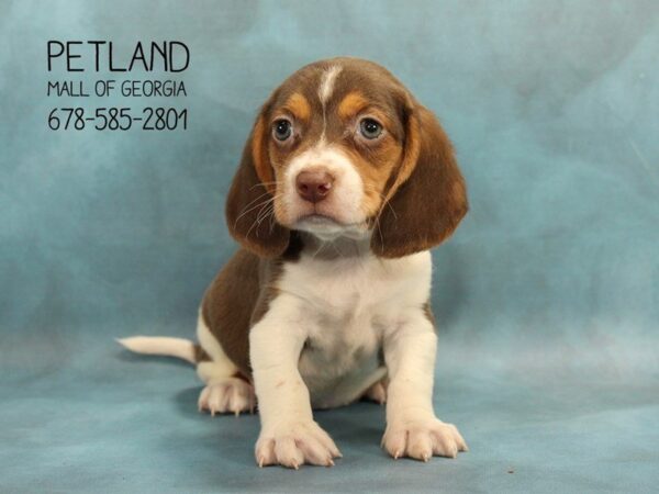 Beagle DOG Male BR WH & TN 1767 Petland Mall of Georgia