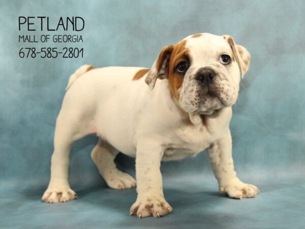 English Bulldog DOG Female WH:RD MKGS 1768 Petland Mall of Georgia