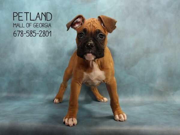 Boxer DOG Male Fawn 1781 Petland Mall of Georgia