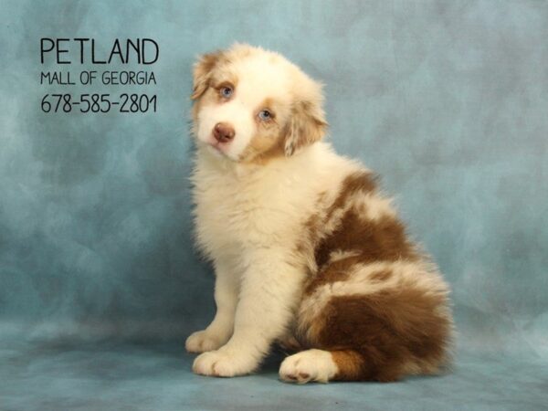 Australian Shepherd DOG Male Red Merle 1783 Petland Mall of Georgia