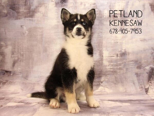 Huskimo DOG Male Black / White 22495 Petland Mall of Georgia