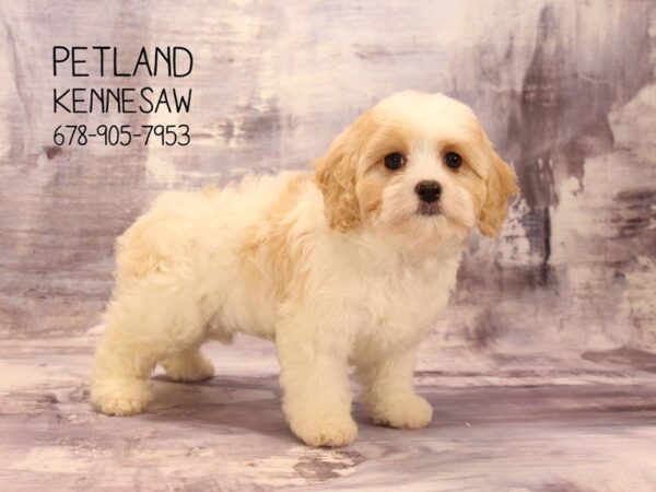 Cavachon DOG Female White / Blenheim 22496 Petland Mall of Georgia