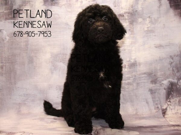 Goldendoodle DOG Female Black 22499 Petland Mall of Georgia