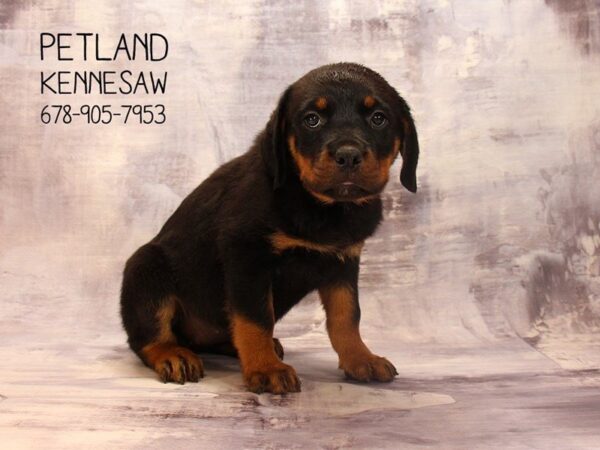 Rottweiler-DOG-Female-Black / Tan-22511-Petland Mall of Georgia