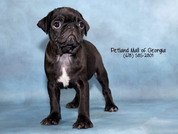 Pug DOG Male Black 1822 Petland Mall of Georgia