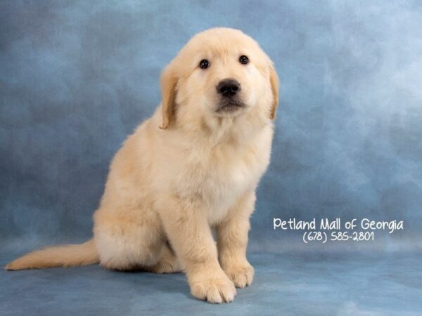 Golden Retriever DOG Male Cream 1820 Petland Mall of Georgia