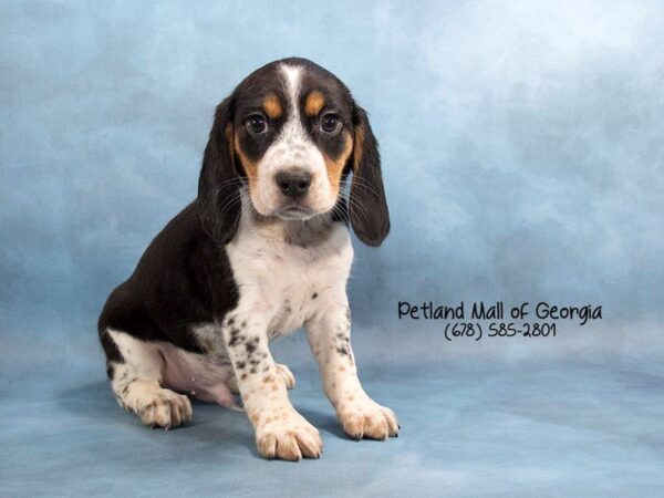 Beagle DOG Male Tri-Colored 1813 Petland Mall of Georgia