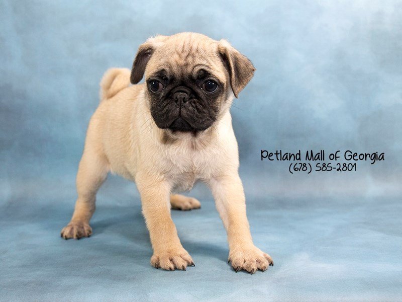 Pug Puppy Fawn ID:1801 Located at Petland Mall of Georgia