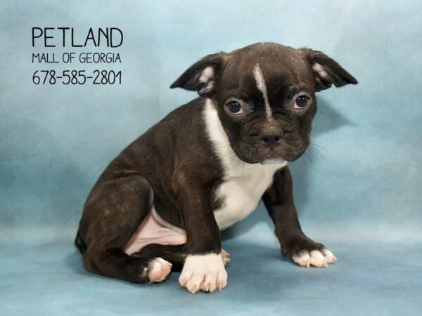 Froston-DOG-Male-BLK & WH-1830-Petland Mall of Georgia