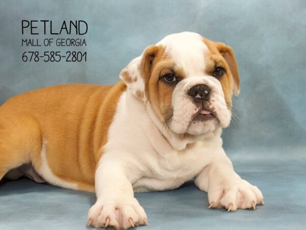 English Bulldog DOG Male RD & WH 1834 Petland Mall of Georgia