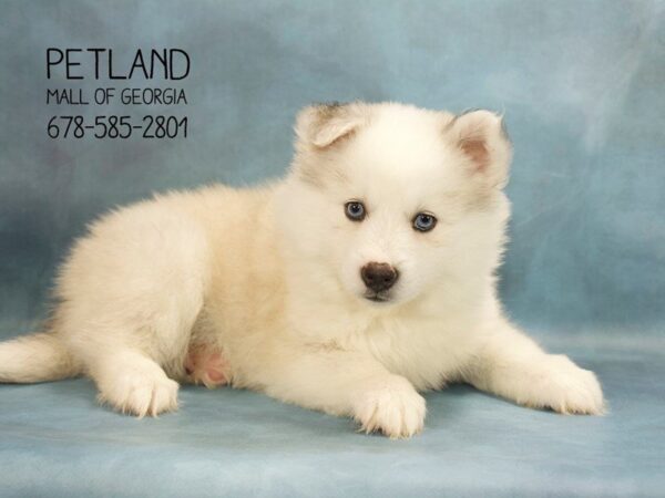 Huskimo-DOG-Female-Silver White-1837-Petland Mall of Georgia