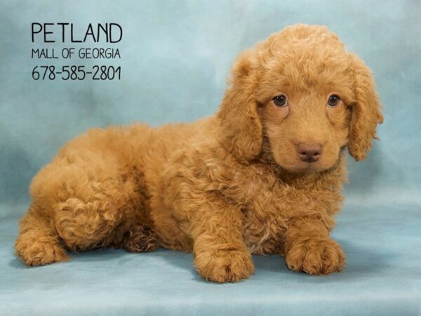 F2B Mini Golden Doodle-DOG-Male-RED-1842-Petland Mall of Georgia