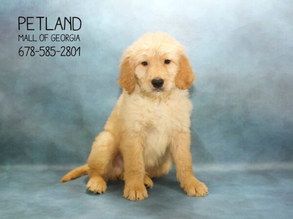 Goldendoodle 2nd Generation-DOG-Male-GOLDEN-1843-Petland Mall of Georgia