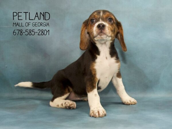 Beagle DOG Female Tri-Colored 1849 Petland Mall of Georgia